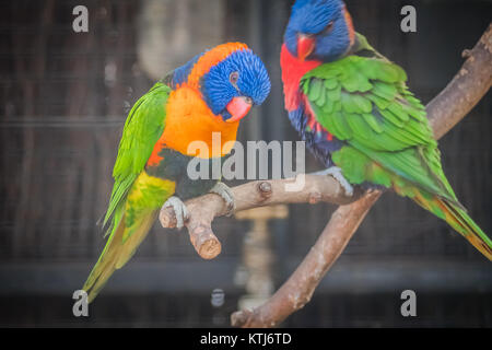 Rainbow lorikeet è una specie di pappagallo trovato in Australia Foto Stock