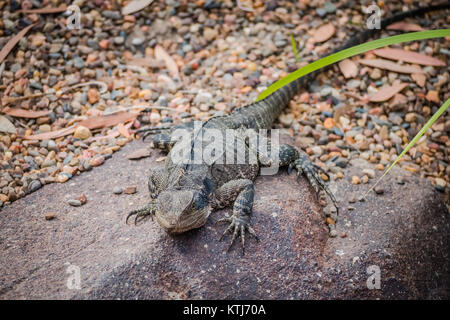 Pizzo lucertola monitor Foto Stock