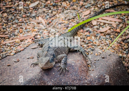 Pizzo lucertola monitor Foto Stock