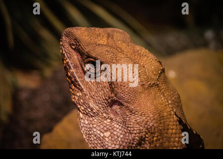 Frilled-collo lizard Foto Stock