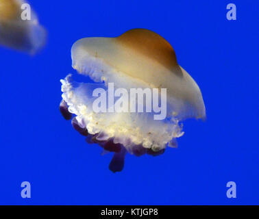 Una fotografia scattata il 28 ottobre 2013 allo zoo di Basilea in Svizzera, raffigurante Cotylorhiza tuberculata, comunemente nota come medusa d'uovo fritta. Questa specie si trova tipicamente nel Mar Mediterraneo e l'immagine mostra il suo aspetto distintivo. Foto Stock