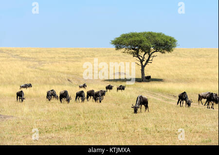 Gnu di Savannah, il parco nazionale del Kenya, Africa Foto Stock