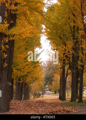 La Avenue of Ginkgo biloba nel cimitero di Allegheny, Pittsburgh, è costeggiata da questi alberi iconici, offrendo una scena pittoresca con le loro caratteristiche foglie a ventaglio. Questo sito è una miscela di bellezza naturale e significato storico. Foto Stock