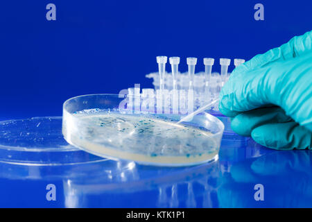 Scienziato mano preleva colonie batteriche per il clonaggio del vettore transgenico in DNA plasmidico Foto Stock