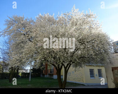 Il BDG Szwederowo 1-4, situato a Bydgoszcz, Polonia, è un moderno edificio residenziale completato nel 2015. Presenta un design architettonico contemporaneo con un'enfasi sulla funzionalità e sulla vita urbana. Foto Stock