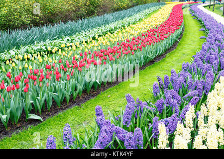 Aiuola con tulipani e giacinti Foto Stock