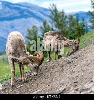 Bighorn (Ovis canadensis), il Parco Nazionale di Jasper, Alberta, Canada Foto Stock