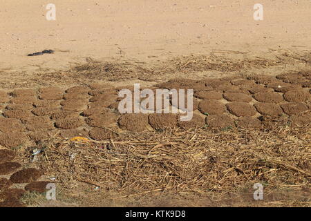 Sterco di Vacca torte getting Sun essiccato in India rurale Foto Stock