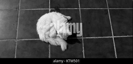 Angora turco. White cat. Una diciassettenne cat si rilassa e si gode la vita. In bianco e nero. Foto Stock