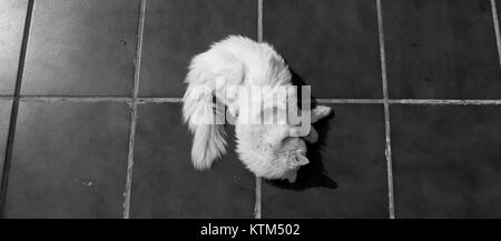 Angora turco. White cat. Una diciassettenne cat si rilassa e si gode la vita. In bianco e nero. Foto Stock