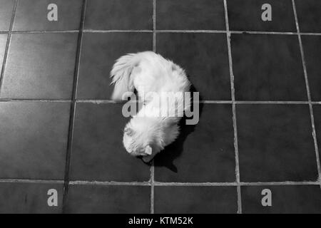 Angora turco. White cat. Una diciassettenne cat si rilassa e si gode la vita. In bianco e nero. Foto Stock