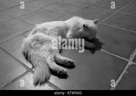 Angora turco. White cat. Una diciassettenne cat si rilassa e si gode la vita. In bianco e nero. Foto Stock