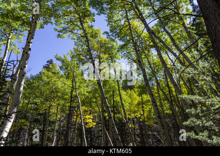 Portare la ganascia Trail Orso Abineau ganascia (loop) 37310669991 Foto Stock