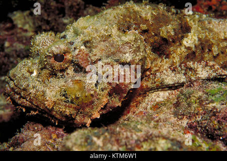 Una ben mimetizzata scorfani, Scorpaena plumieri underwater su una Florida Keys reef. Foto Stock