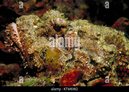 Una ben mimetizzata scorfani, Scorpaena plumieri underwater su una Florida Keys reef. Foto Stock