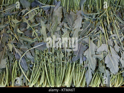 Molti green broccoli Brassica oleracea chiamato Broccolo Fiolaro di Creazzo una piccola città nel Nord Italia in inverno Foto Stock