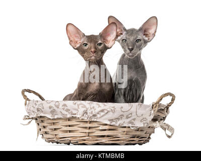 Due gattini peterbald seduto in un cesto di vimini Foto Stock