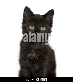 Ritratto di un gatto nero gattino, isolato su bianco Foto Stock