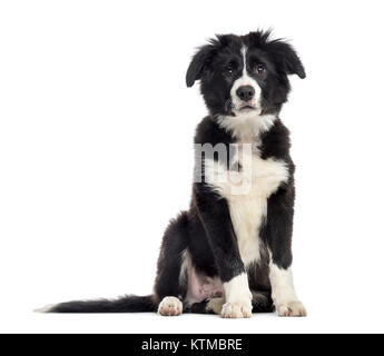 Cucciolo di Border Collie cane, 3 mesi di età, seduto, isolato su bianco Foto Stock