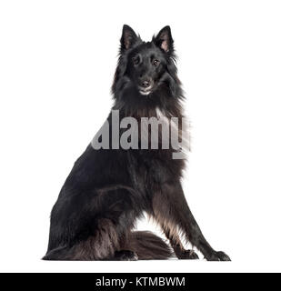 Groenendael (1,5 anni), isolata su bianco Foto Stock