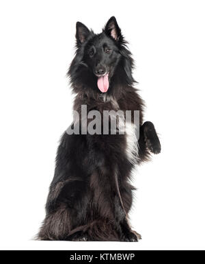 Groenendael (1,5 anni), isolata su bianco Foto Stock