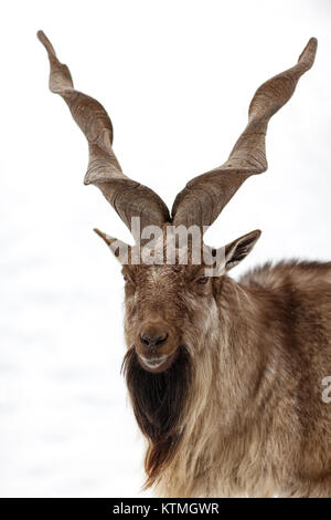 Markhor sulla neve - Capra falconeri, capre di montagna Foto Stock