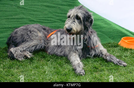 Questa immagine cattura un cane bavarese, una razza nota per le sue abilità di caccia, in una scena del 2011, che mostra la sua agilità e forza. Foto Stock