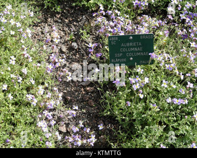 Esemplare di Aubrieta columnae fotografato nel Giardino Botanico dell'Università di Copenaghen, Danimarca, il 7 maggio 2012. Foto Stock