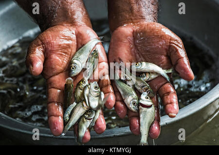 Il seme di pesce svolge un ruolo importante nell'acquacoltura. A causa di un coltivatore di pesce seme di buona qualità può perdere il loro profitto. Nella foto, c'è un seme di pesce di buona qualità. Foto Stock