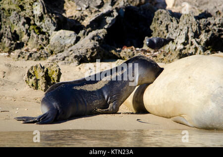 Femmina elefante meridionale la guarnizione e Pup (Mirounga leonina) Shoalwater Islands Marine Park, Australia occidentale Foto Stock