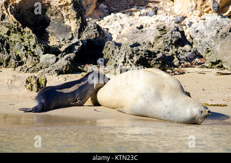 Femmina elefante meridionale la guarnizione e Pup (Mirounga leonina) Shoalwater Islands Marine Park, Australia occidentale Foto Stock