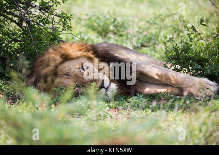 Leone maschio nel Parco Nazionale di Kruger, Sud Africa Foto Stock
