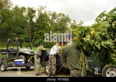 I funzionari di agenzie per il rispetto della legge in tutta la contea di Washington, N.Y. sequestrati quasi 2 milioni di dollari di vale la pena di piante di marijuana agosto 28 come parte di un multi-giorno, multi-agenzia farmaco missione di eradicazione in congiunzione con il New York Counterdrug Task Force. Più di 35 milioni di dollari che vale la pena di piante di marijuana sono stati sequestrati complessivamente durante i mesi di luglio, agosto e settembre. (U.S. Esercito Foto di Spc. J.p. Lawrence, XLII divisione di fanteria per Affari pubblici). Foto Stock