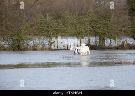 Pecore salvato da campi allagati vicino mountsorrel dopo i recenti forti piogge ha causato il fiume Soar di alluvione Foto Stock