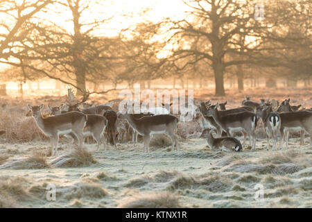 Londra, Regno Unito. 28 dicembre, 2017. Il Cervo si erge tra congelati bracken in Bushy Park nel sud-ovest di Londra di questa mattina. Temperature nella capitale è sceso a congelamento la notte scorsa, ma dopo una partenza a freddo il sole è ora splendente. Credito: Vickie Flores/Alamy Live News Foto Stock