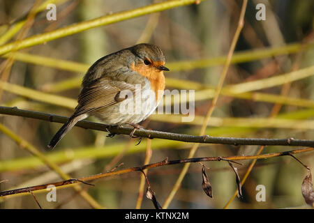 Fattoria Tuesley, Godalming. Il 28 dicembre 2017. Un cielo terso ha portato a tutta la notte il gelo nelle Home Counties. Un pupazzo di neve per iniziare la giornata a Godalming in Surrey. Un giardino robin (erithacus rubecula) nelle prime ore del mattino di sole. Credito: James jagger/Alamy Live News Foto Stock