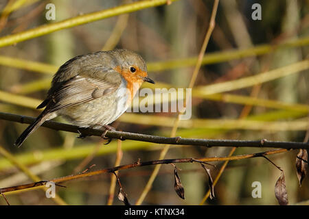 Fattoria Tuesley, Godalming. Il 28 dicembre 2017. Un cielo terso ha portato a tutta la notte il gelo nelle Home Counties. Un pupazzo di neve per iniziare la giornata a Godalming in Surrey. Un giardino robin (erithacus rubecula) nelle prime ore del mattino di sole. Credito: James jagger/Alamy Live News Foto Stock