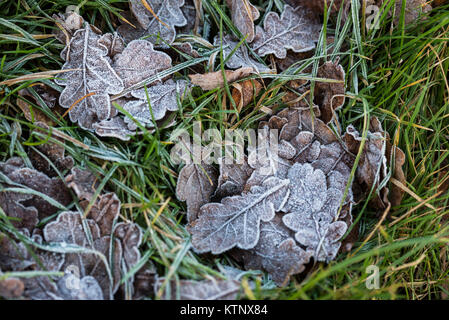 Greater London, Regno Unito. 28 dicembre, 2017. Regno Unito Meteo. Freddo e chiaro per cominciare una giornata di inverni a Farthing Downs, in South London Borough of Croydon, vicino alla punta settentrionale del North Downs. Le temperature sono crollati e parti del paese sono coperti di neve, causando icy le condizioni di guida e diffuso i ritardi dei trasporti in tutto il Regno Unito. Credito: Francesca Moore/Alamy Live News Foto Stock