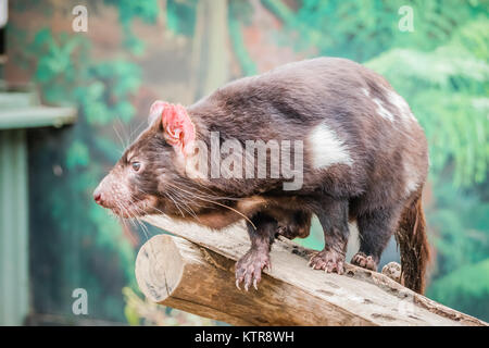 Diavolo della Tasmania in uno zoo australiano Foto Stock