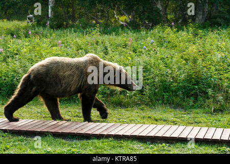 L'orso bruno (Ursus arctos) combattimenti nel lago di Kurile, penisola di Kamchatka, Russia. Foto Stock