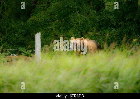 L'orso bruno (Ursus arctos) nel lago di Kurile, penisola di Kamchatka. La Russia Foto Stock