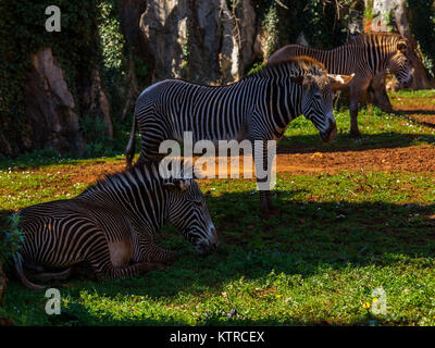 Zebre in Cabarceno parco naturale. Spagna. Foto Stock