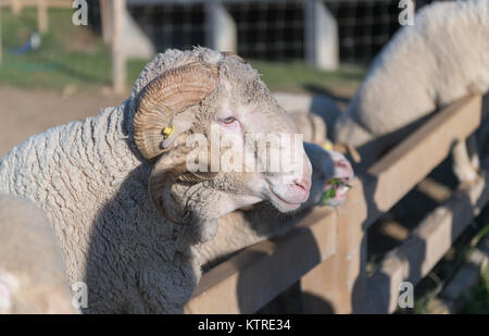 Big Horn arieti o Arles Pecore Merino in vista laterale in una fattoria Foto Stock