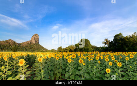 Bellissimi campi di girasoli con sfondo di montagna al mattino, famose attrazioni fiore di inverno in provincia di Lop Buri Foto Stock