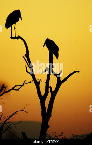 Marabou Tramonto Foto Stock