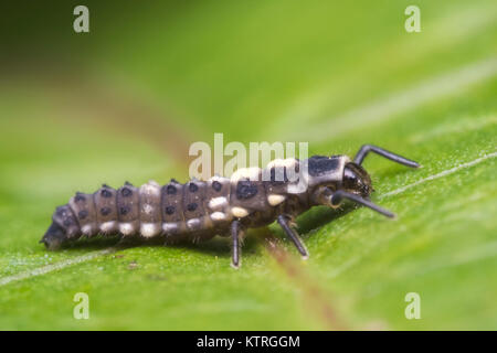 14-spot Ladybird Larva (Propylea quattuordecimpunctata) a riposo su una foglia. Cahir, Tipperary, Irlanda. Foto Stock