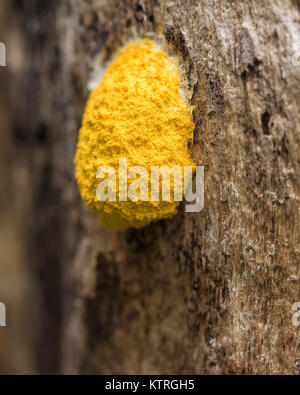 Cane vomito fungo o cane vomitano melma (stampo Fuligo septica) sul tronco di un albero marcio moncone nel bosco. Goatenbridge, Tipperary, Irlanda. Foto Stock