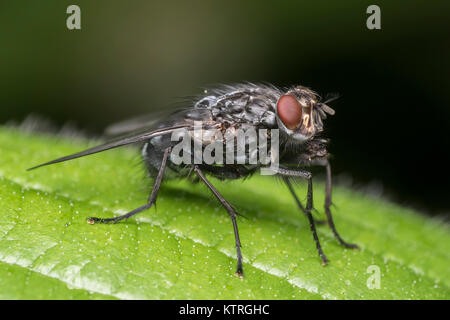 Carne Fly (Sarcophaga sp.) in appoggio su una foglia nel bosco. Cahir, Tipperary, Irlanda Foto Stock