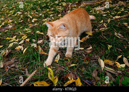 Giocoso gatto giallo dopo la Memory Stick™ nell'erba Foto Stock