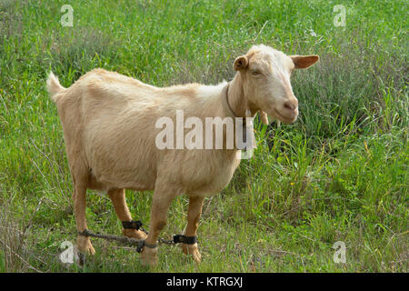 Capra spagnola con ammanettato gambe su un pascolo in Mallorca. Foto Stock